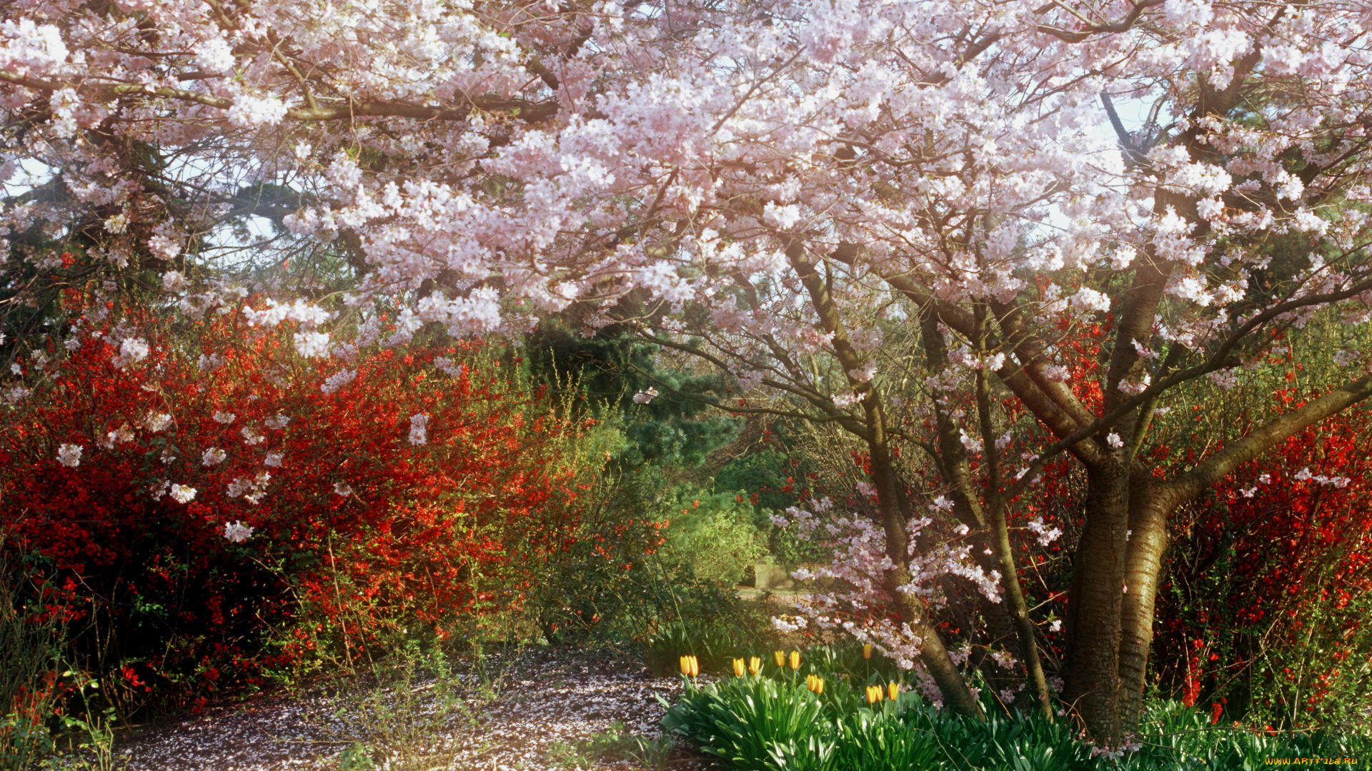 japanese, cherry, tree, in, park, , , , , 